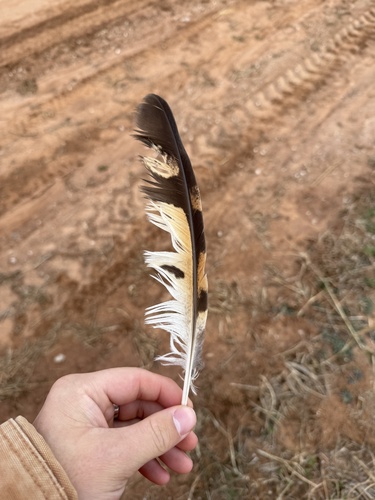 View observation of {o.common_name} on iNaturalist