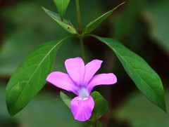 Barleria prattensis