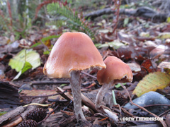 Hypholoma marginatum