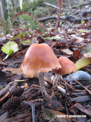 Hypholoma marginatum