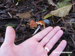 Hypholoma marginatum