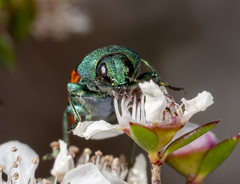 Castiarina ocelligera