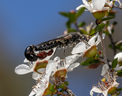 Rhagigaster scalae