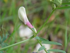 Vicia lutea