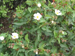 Cistus populifolius