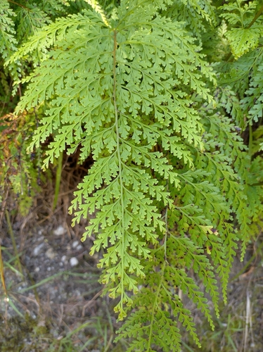 Sphenomeris biflora × Sphenomeris chinensis iNat (3)