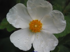 Cistus populifolius