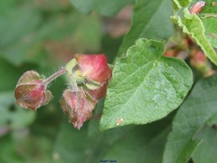 Cistus populifolius