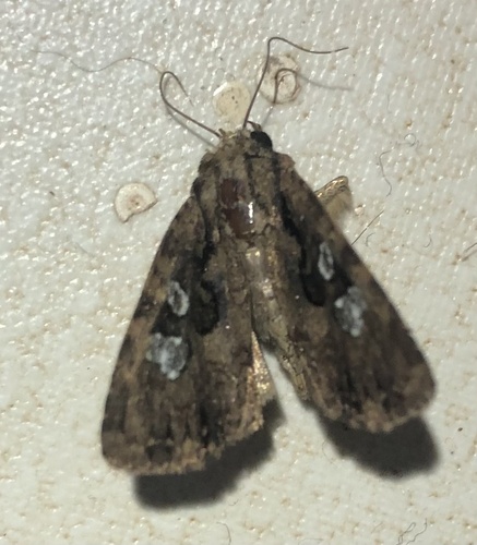Feliniopsis ivoriensis