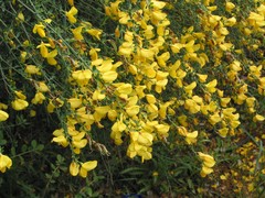 Cytisus grandiflorus