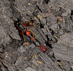 Tachynomyia abdominalis
