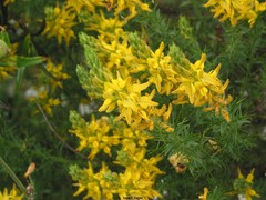 Genista hirsuta