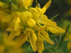 Genista hirsuta