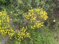 Genista hirsuta