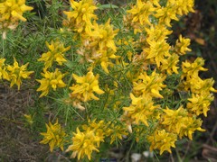 Genista hirsuta