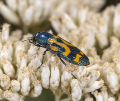 Castiarina flavopicta