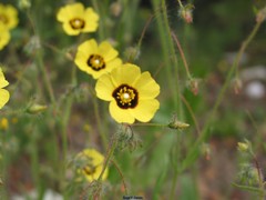 Tuberaria guttata