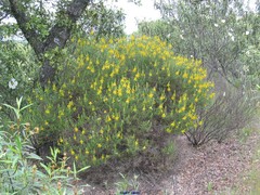 Genista hirsuta
