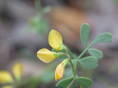 Coronilla repanda dura