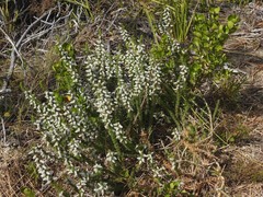 Aspalathus laricifolia