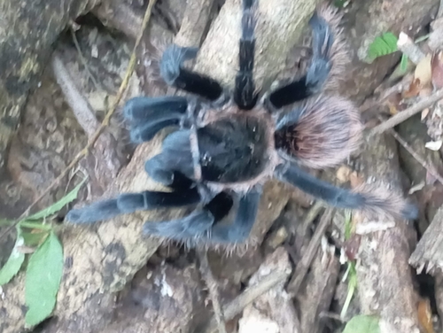 Mexican Rose-gray Tarantula (Tliltocatl verdezi)