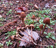 Psilocybe pelliculosa