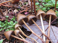 Psilocybe pelliculosa