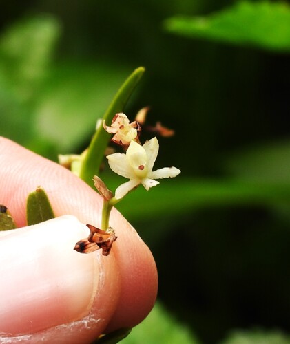 Epidendrum platystomoides Hágsater & L.Sánchez 4
