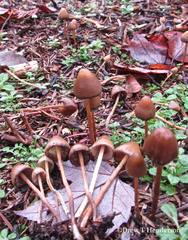 Psilocybe pelliculosa