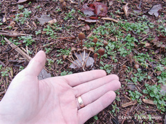 Psilocybe pelliculosa
