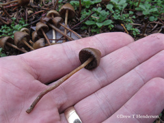 Psilocybe pelliculosa