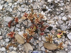 Sedum cespitosum