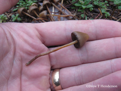 Psilocybe pelliculosa