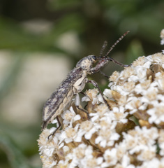 Rhinotia pictirostris
