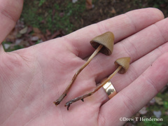 Psilocybe pelliculosa