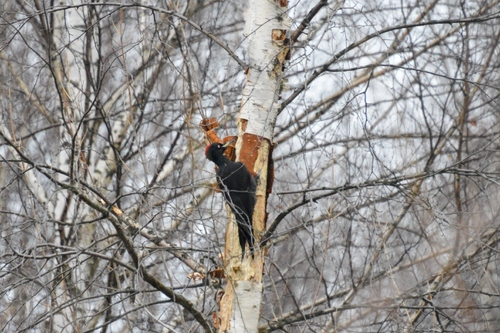 Black Woodpecker (Dryocopus martius)