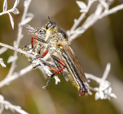 Neoscleropogon lanatus