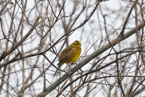 Escribano cerillo (Emberiza citrinella)