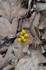 Loranthus europaeus