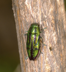 Melobasis purpurascens