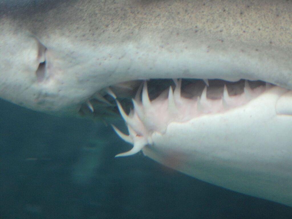 Sand Tiger Shark