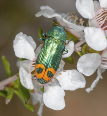 Castiarina ocelligera
