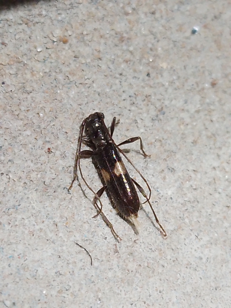 Heterachthes plagiatus