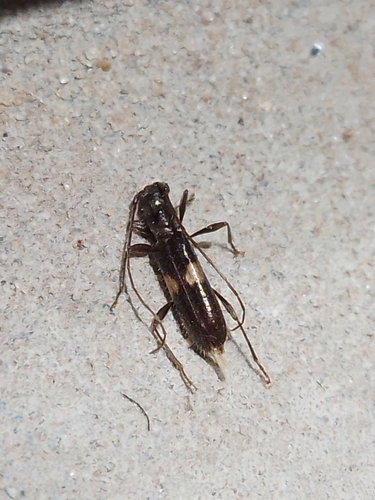 Heterachthes plagiatus