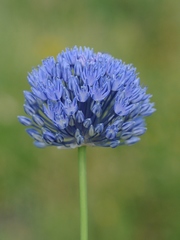 Allium caeruleum