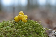 Loranthus europaeus
