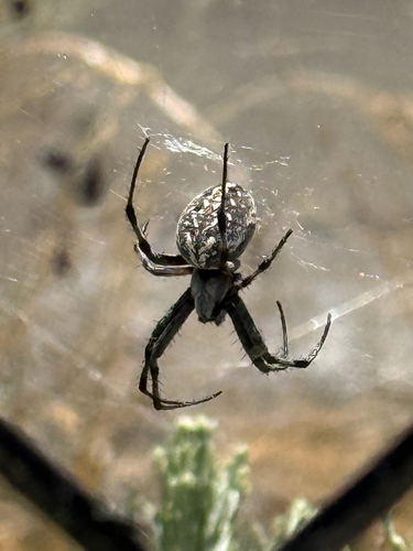 Western Spotted Orbweaver photo 5