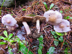 Inocybe pallidicremea