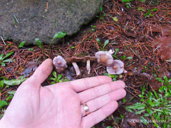 Inocybe pallidicremea