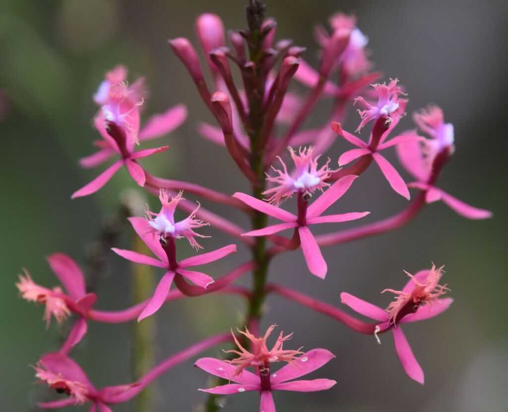 Epidendrum villahermosaense Sierra-Ariza & Hágsater 4